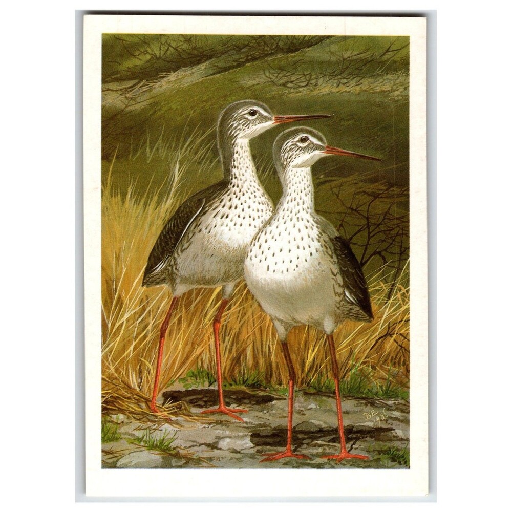 1987 Russian Postcard Common Redshank Birds V. G. Egorov Nature Art